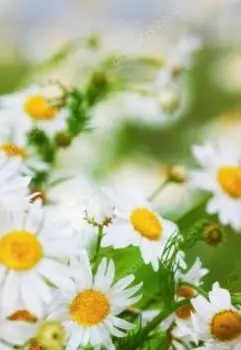 Козел и зайчик