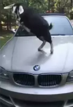 Козлы и бараны