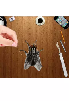 Криминальное путешествие мухи