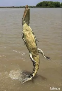 Крокодил взлетает в полночь