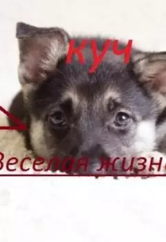 Куч и его веселая жизнь