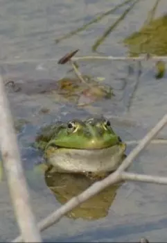 Куда пропадают мужики, или Не только о рыбалке