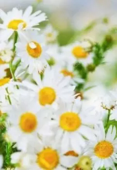 Кузина мама