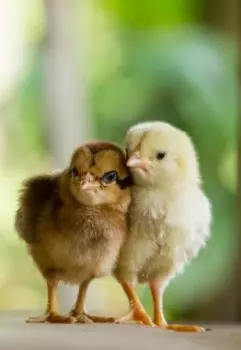 Квартирные цыплята