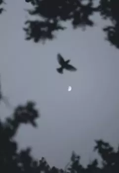 Легенда о Птахе