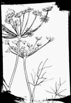 Леночка в деревне