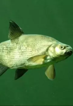 Лещёвая экономика