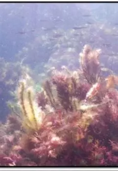 Летние приключения