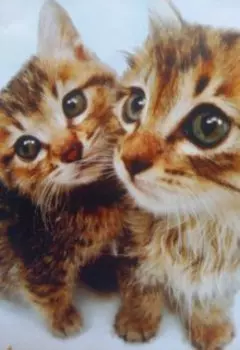 Любопытные котята