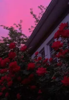 Любовь не понимает слов