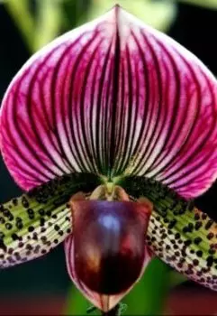 Маленький Бо и Подарок Маме