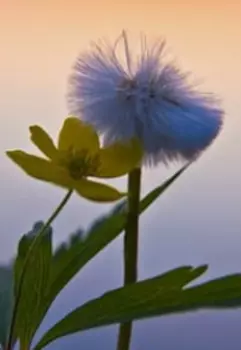 Маленькое Счастье.