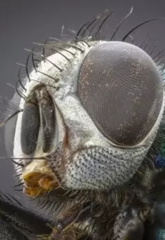 Мастер запахов