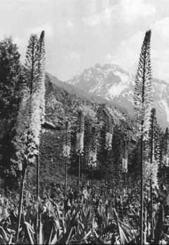 Минусы пьянства