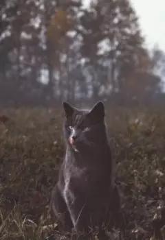 Мия и Тайна Дракона