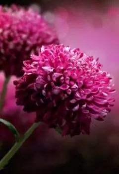 Мирослава спасает мир