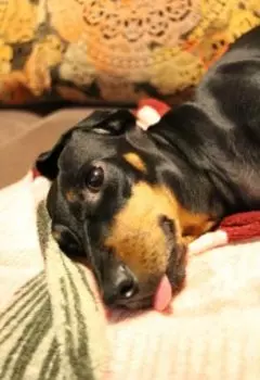 Миссис Крыссис. Записки таксистки