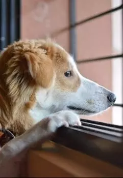 монолог щенка