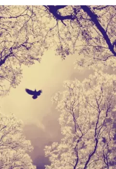 Моё желание.