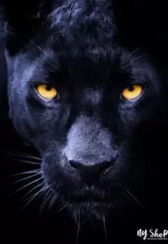 Моя человеческая киса