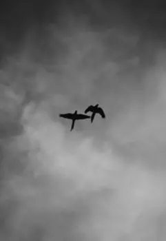 Моя дорогая отчизна