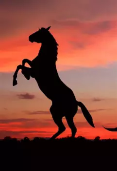 Моя история