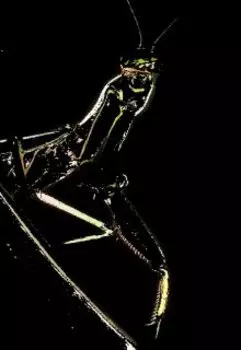 Море в подарок