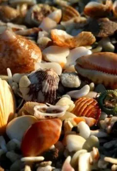 Морской Жемовил