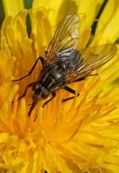 Муха. Сказка