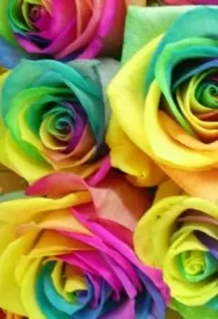 музыка цветов, запах который звучит