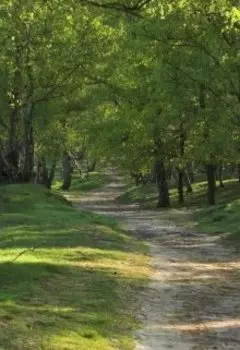 Музыка природы