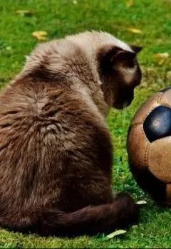 Мышиный футбол