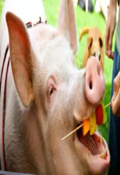 Народное достояние (полусказка, полубыль)