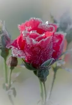 нераспустившееся роза любви