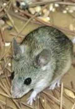 Невыдуманная история. Крыса.