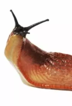 Ночь из жизни вампизня Роберта