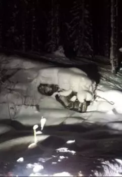 Ночной шорох.