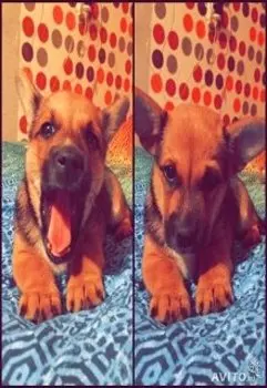 Новогоднее чудо