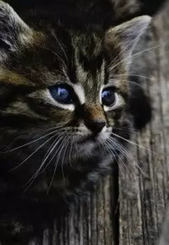 Новогоднее чудо