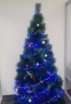 Новогодняя елка, как ее искали.