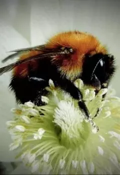 О прекрасных цветах и других насекомых