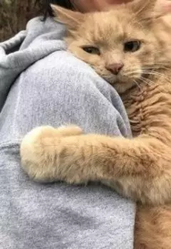 О женщинах, кошках и почему мужчины - козлы