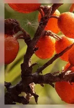 Облепиховая песня малинового короля.