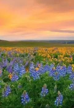 Обращение к цветам