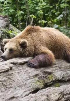 Обратная сторона сказок. Маша и медведь