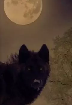 Однажды К Тебе Придут Волки