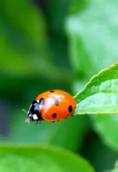 Однокрылый Вилли: путь храбрых