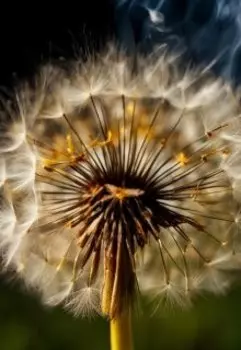 Одуванчики