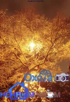 Охота по ночным чаям