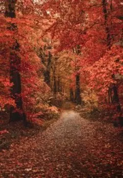 Осенняя дорога